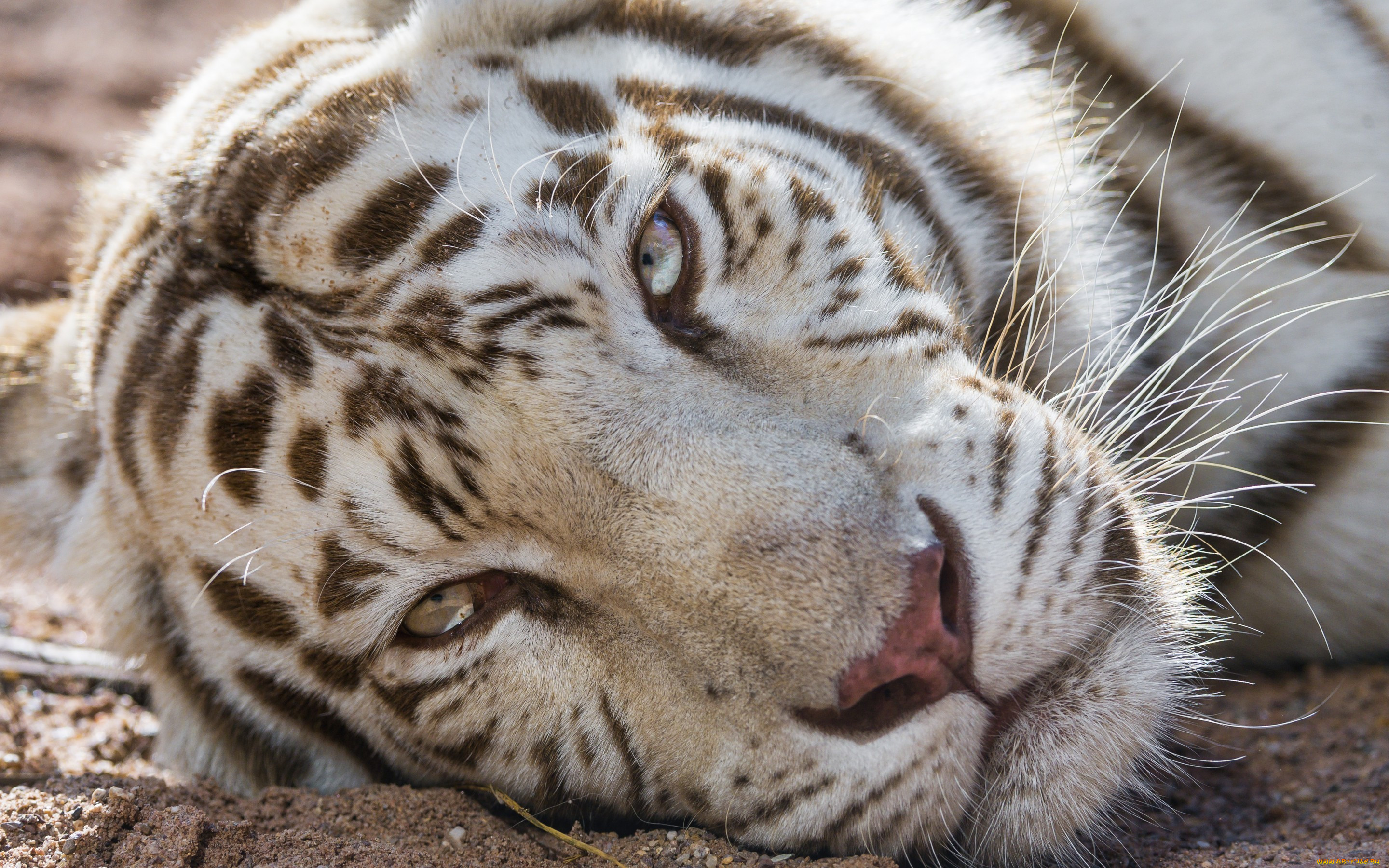 tambako the jaguar, , , , , , , 